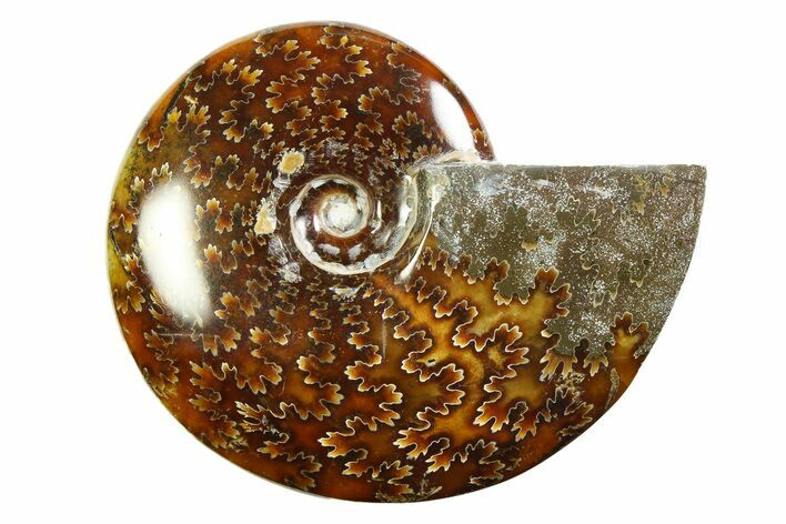 Polished Ammonite (Cleoniceras) Fossil - Madagascar #339228
